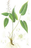 a colorful drawing of Epimedium pubescens Maxim.,root,stem and green leaves,small flower spike and seeds