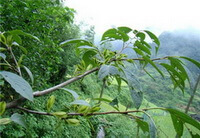 tree branch and green leaves of Eucommia ulmoides Oliv. grow in mountain