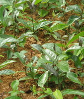 shrubs of Morinda officinalis How with many green leaves grow in a sunny field