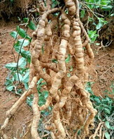 long brownish fresh roots of Morinda officinalis How.