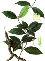 a colorful drawing of Morinda officinalis How.,brown roots,dark green stem and leaves,pale yellow pendulous flowers.