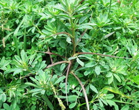 plants of Trigonella foenum-graecum with purple stems and many small green leaves grow in sunny field
