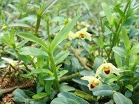 flowering plants of Dendrobium candidum Wall. ex Lindl. with several small pendulous yellowish flowers grow in grass