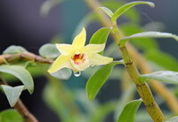 flowering plant of Dendrobium candidum Wall. ex Lindl. with a yellow flower grow in rainy days