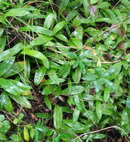 shrubs of Dendrobium chrysanthum Wall. with many green leaves grow in field