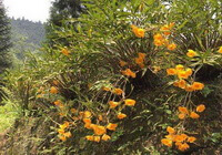 flowering plants of Dendrobium chrysanthum Wall with dark yellow flowers grow in mountain
