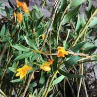 flowering plants of Dendrobium chrysanthum Wall with yellow flowers grow in field