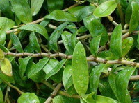 plants of Dendrobium fimbriatum Hook. var. oculatum Hook. with green leaves grow in field