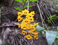 flowering plant of Dendrobium fimbriatum Hook.var.oculatum Hook.with many yellow flowers grow in forest