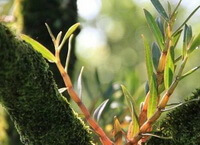 plants of Dendrobium fimbriatum Hook.var.oculatum Hook. grow on a tree in sunny days