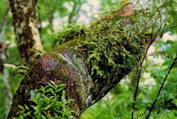 plants of Dendrobium loddigesii Rolfe grow on a tree