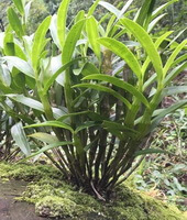 plants of Dendrobium nobile Lindl. grow in a sunny field