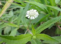 a flowering plant of Eclipta prostrata L. with a small white flower