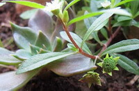 flowering branche of Eclipta prostrata L. with small white flowers