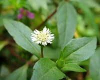 a flowering plant of Eclipta prostrata L.with one white flower grow in field