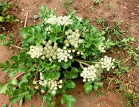 flowering plants of Glehnia littoralis with white and pale green flowers grow in field