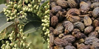 brownish dried unmature fruit berries and green unmature berries