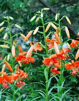 flowering plants of Lilium lancifolium Thunb,with pendulous red flowers