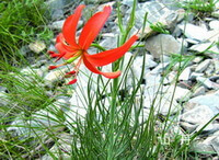 flowering plant of Lilium pumilum DC.,growing in rocks with a red flower