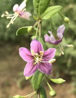 flowering tree of Lycium chinense Mill with green leaves and pendulous light purple flowers