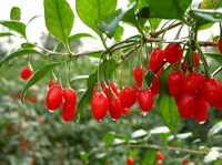 fruting branch of Lycium chinense Mill with green leaves and red berried grow in sunny field