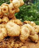 collected yellowish fresh rhizome of Polygonatum kingianum
