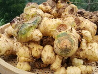 light yellow fresh rhizome of Polygonatum kingianum are piled in a bamboo basket