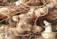pale brownish cultivated herb root of Polygonatum sibiricum Red with many hairy roots