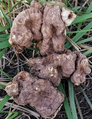 brownish wild herb root of Polygonatum sibiricum Red