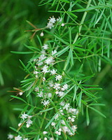 flowering plant of Asparagus cochin-chinensis Lour.Merr. with small white flowers grow in sunny days