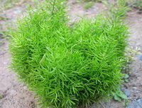 shrubs of Asparagus cochin-chinensis Lour.Merr. with green leaves grow in arid field