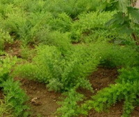 plants of Asparagus cochin-chinensis Lour.Merr. with small green leaves grow in mountain field