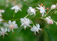 many small white flowers of Asparagus cochin-chinensis Lour.Merr. grow on stems