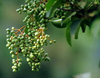 green fruit spikes of Ligustrum lucidum Ait. is hanging on branch