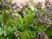 mature fruit berries of Ligustrum lucidum Ait. grow on branch top