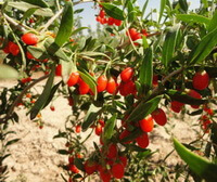 fruiting tree of lycium barbarum L with red berries grow in arid field