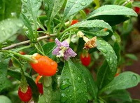 fruiting branch of Lycium chinense Mill with green leaves,small purple flowers and red berries