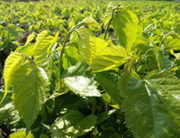trees of Morus alba L grow in a sunny field