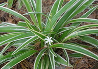 a flowering plant of Ophiopogon bodinieri Lévl. with a small white flower and green leaves grow in field