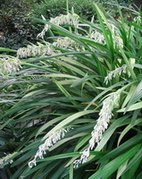 flowering plants of Ophiopogon bodinieri Levl. with whitish flower spikes grow in field