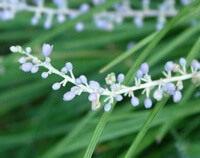 lilac flowers of Ophiopogon bodinieri Levl.