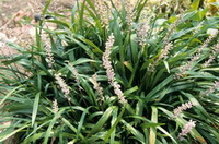 flowering plants of Ophiopogon japonicus L.f.Ker-Gawl. with flower spikes grow in sunny field