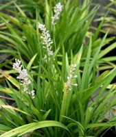 flowering plants of Ophiopogon japonicus L.f.Ker-Gawl. with whitish flowers grow in grass