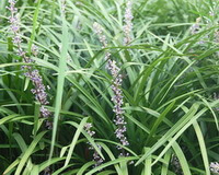 flowering plants of Ophiopogon japonicus L.f.Ker-Gawl. with small flower spikes and green thin leaves grow in field