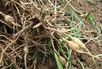 fresh roots of Ophiopogon japonicus L.f.Ker-Gawl. are placed on ground