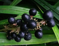 purple fruit berries of Ophiopogon japonicus L.f.Ker-Gawl.