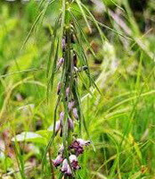 flowering plant of Polygonatum cirrhifolium Wall. Royle with pendulous pink flowers and thin leaves grow in sunny grass field