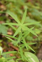 a shrub of Polygonatum cirrhifolium Wall. Royle with fresh green leaves grow in field