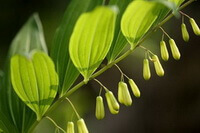 flowering branch of Polygonatum cyrtonema Hua. with green leaves and greenish yellow pendulous flowers