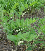flowering plants of Polygonatum cyrtonema Hua. with many yellowish pendulous flowers grow in field